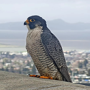 Archie, the Peregrine Falcon, at UC Berkeley