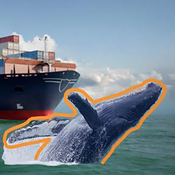 Whale in front of a container ship