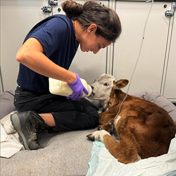 CVET team member helps calf