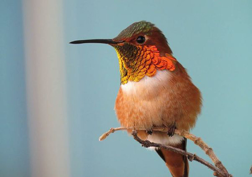 A photo of a hummingbird taken by Nurit.