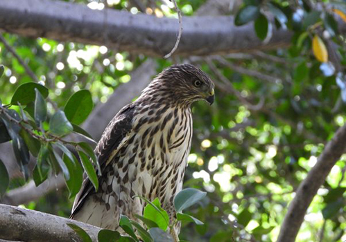 Raptor on a tree branch