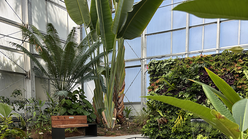 Interior of the Tropical House at the UC Berkeley Botanical Garden