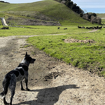 A dog stands at Nyland cattle ranch in rural San Benito County