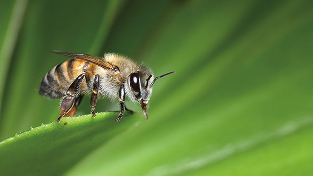 Honeybee on a leaf