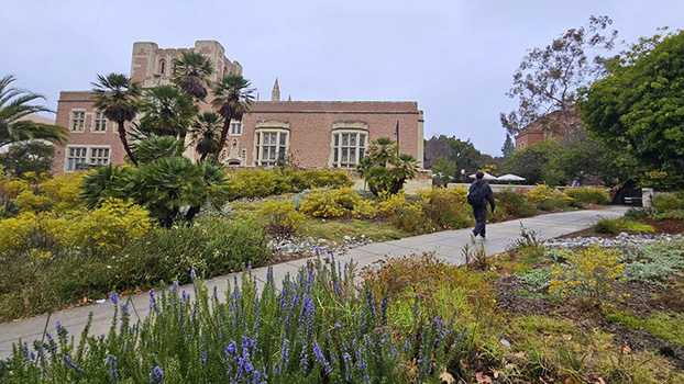 Native plants on the UCLA campus