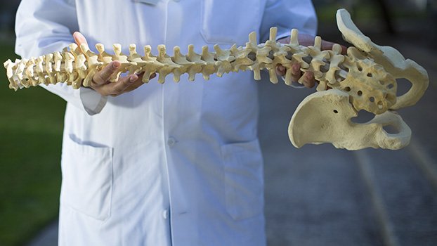 doctor holding skeletal spine