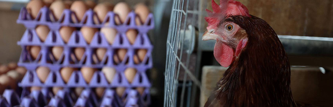 chicken with cartons of eggs in the background