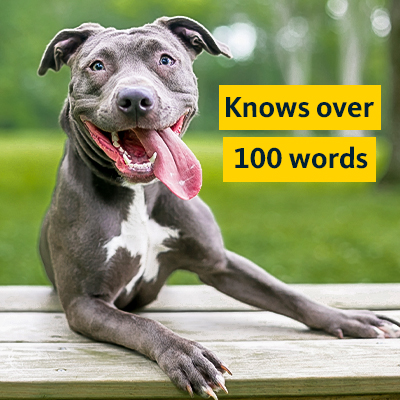 Happy dog. "Knows over 100 words"