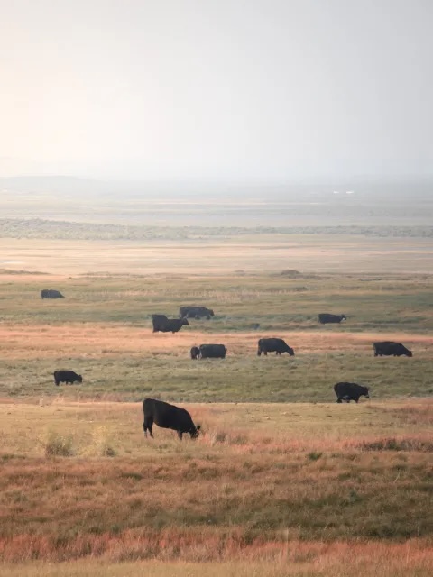 Cattle grazing on a field