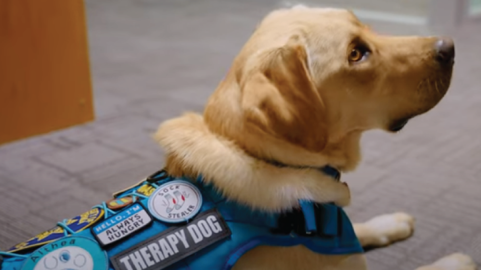 Nash the therapy dog