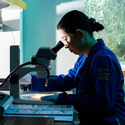 scientist looking through a microscope