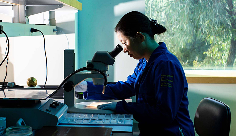 scientist looking through microscope