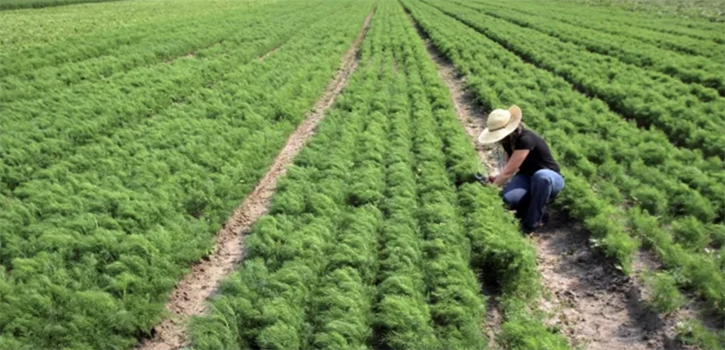Emily working in a field