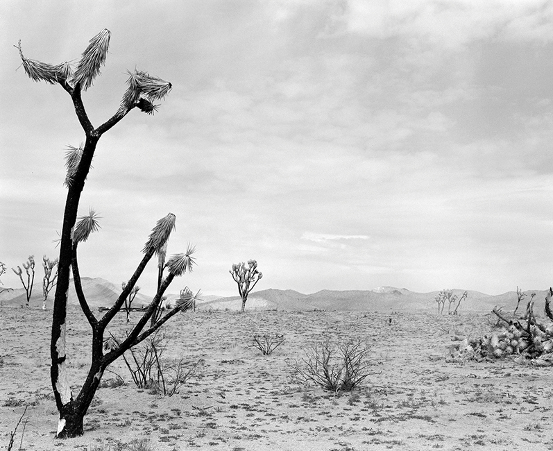 Joshua Trees