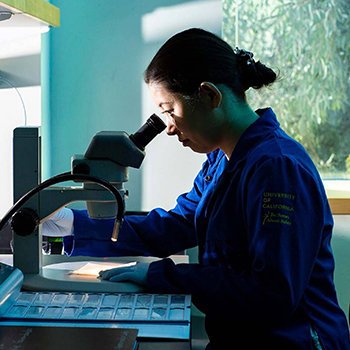 Scientist looking at something under a microscope