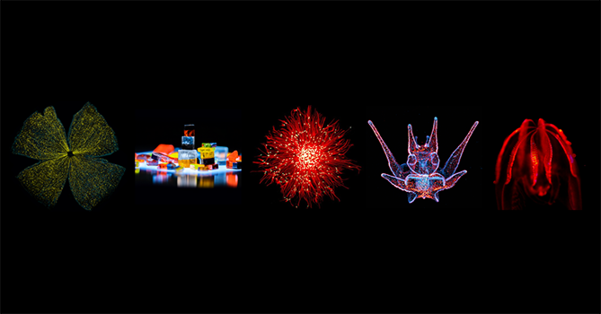 Art of Science winning images