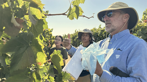 Matthew Fidelibus points out the Sunpreme raisin grape variety in a vineyard at Kearney REC.