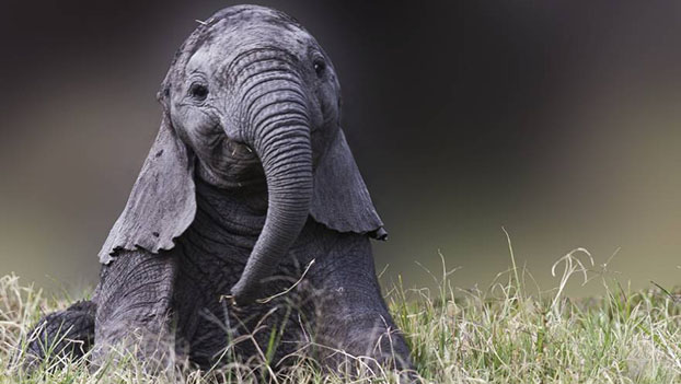 Adorable baby elephant
