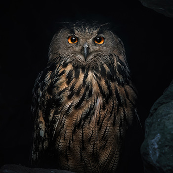 Eurasian eagle-owl (Bubo Bubo) in dark cave, Eurasian eagle owl sitting on rock at night and looking at the camera, dark background
