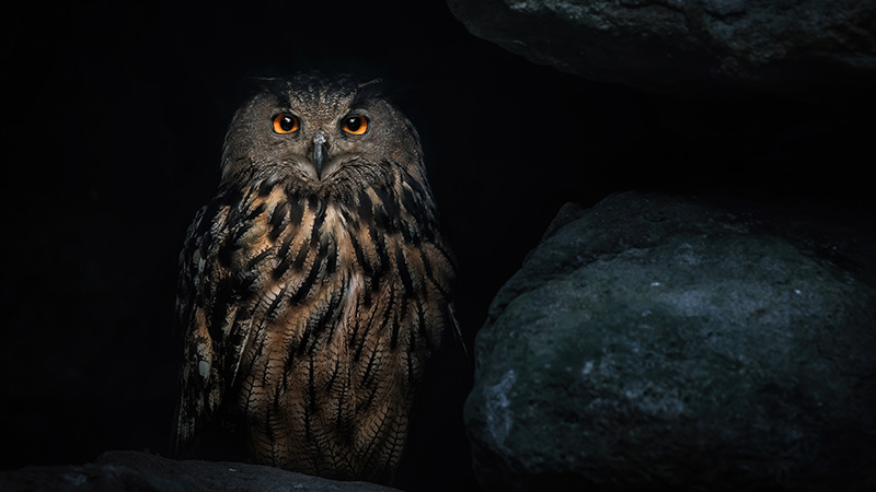Eurasian eagle-owl (Bubo Bubo) in dark cave, Eurasian eagle owl sitting on rock at night and looking at the camera, dark background