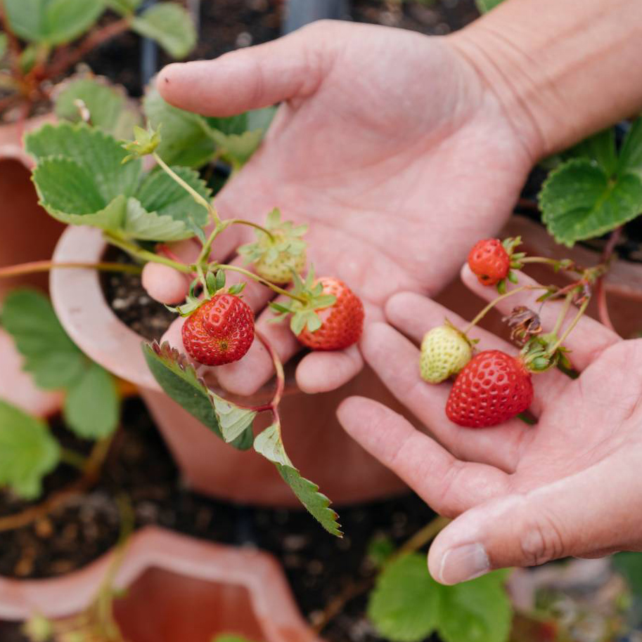 Hands holding strawberries grown at UC Davis