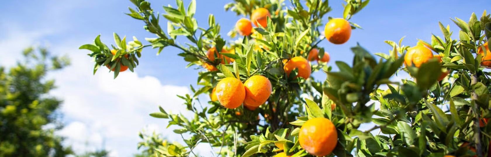 orange tree