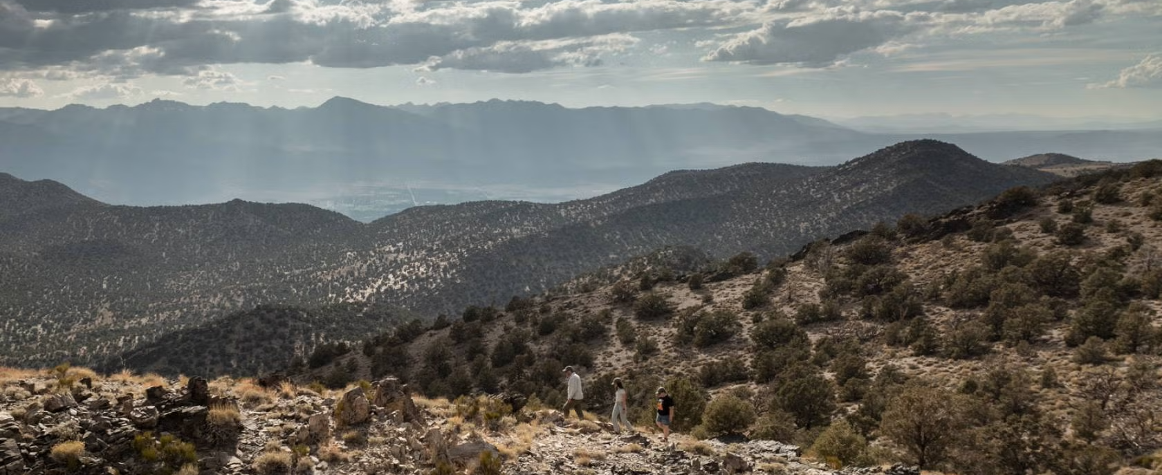 A pinyon pine forest nestled in the Sierra Nevada mountains, its rugged beauty shaped by dry conditions interspersed with heavy precipitation events.