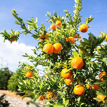 UC Riverside orchard