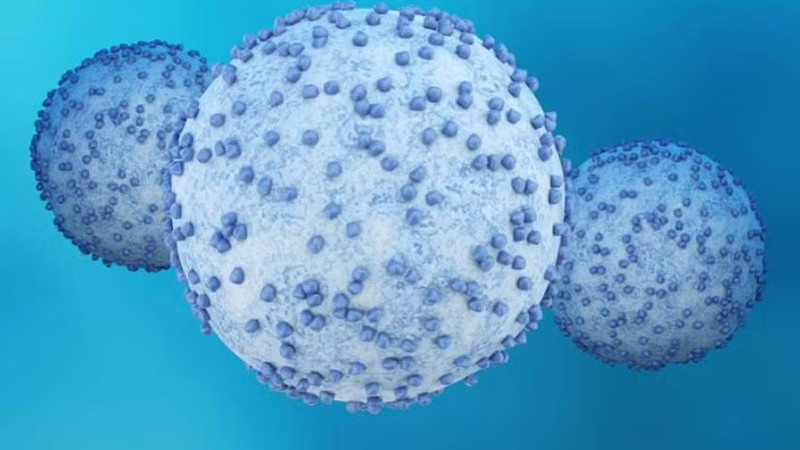 Pancreatic cancer cells