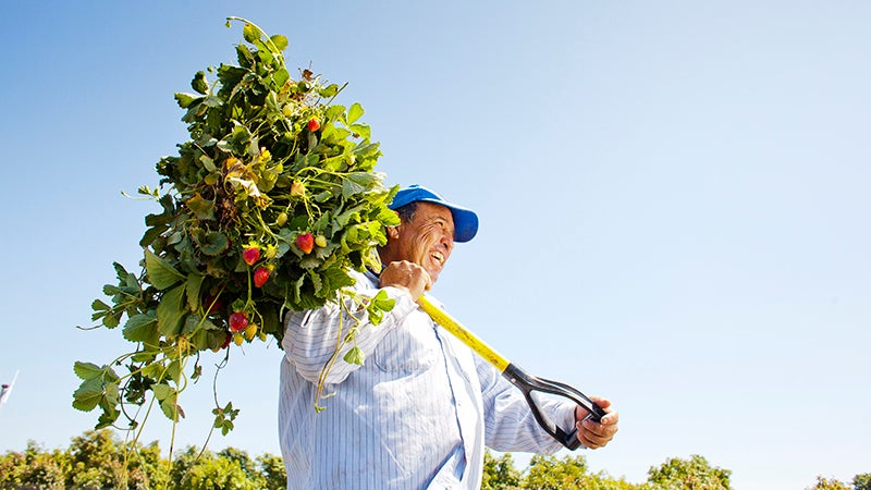 Farmer holding a pitchfork full of strawberries