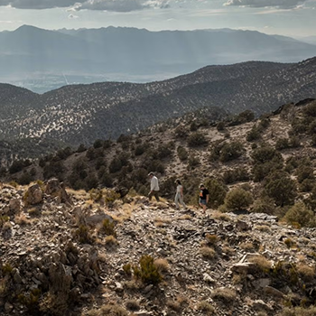 A pinyon pine forest nestled in the Sierra Nevada mountains