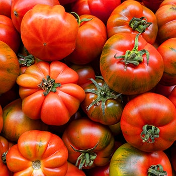 A colorful array of tomatoes