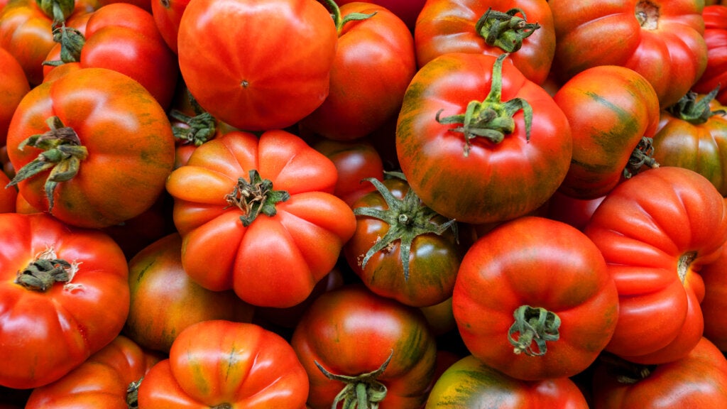 A colorful array of tomatoes