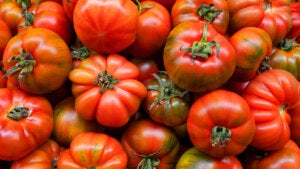 A colorful array of tomatoes
