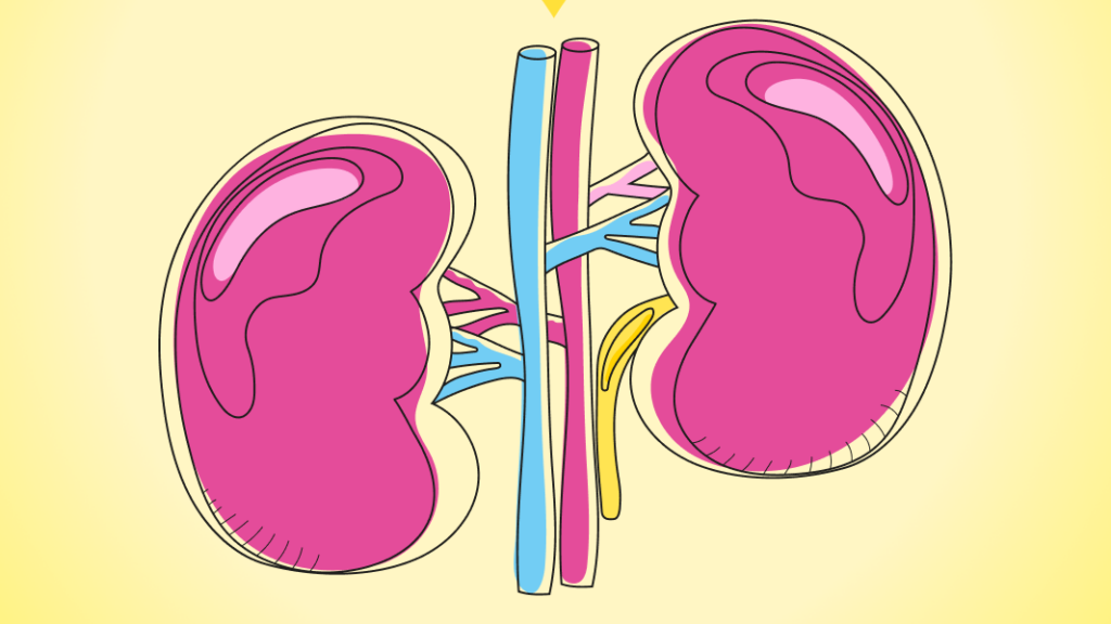 Colorful illustration of human kidneys