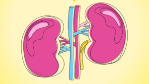 Colorful illustration of human kidneys